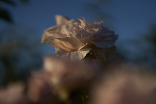 petals of a rose